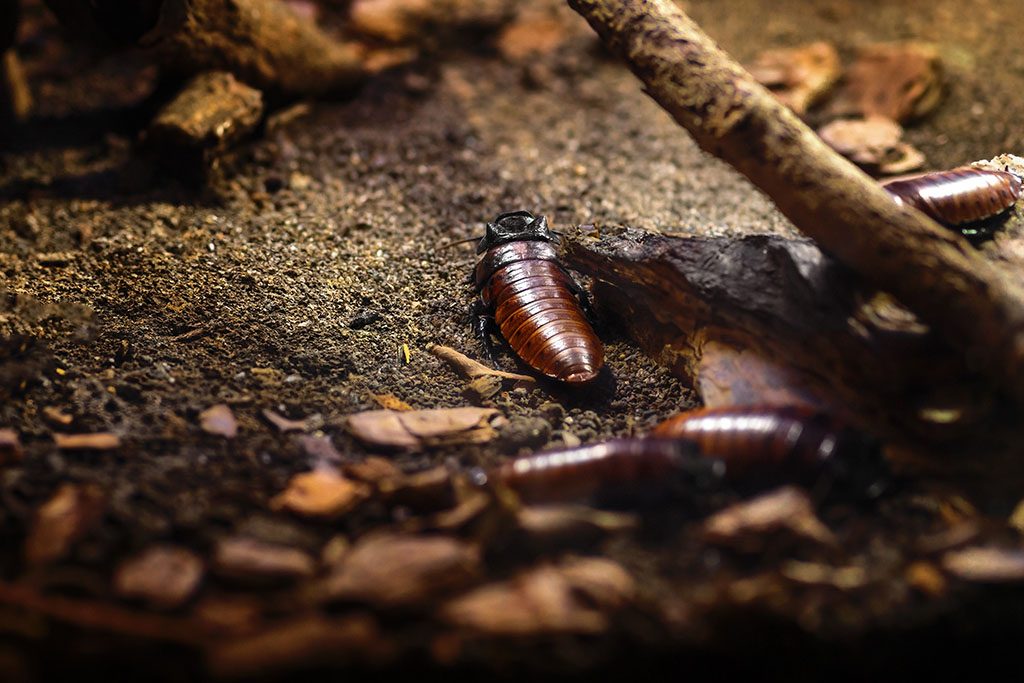 Benefits Of Keeping Madagascar Hissing Cockroaches In Bioactive Terrarium Setups