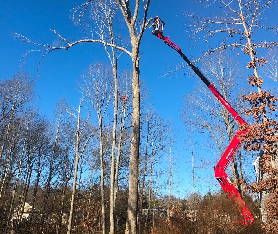 How Can Professional Tree Pruning Improve Tree Health and Safety?
